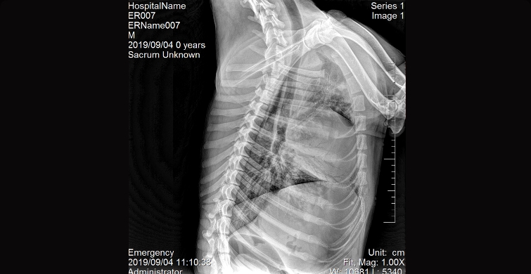 Vet-Body