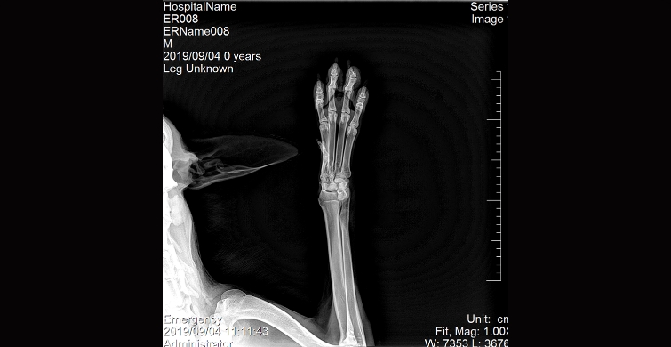 Vet-Foot