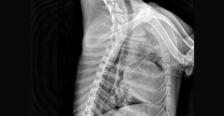 Vet-Body