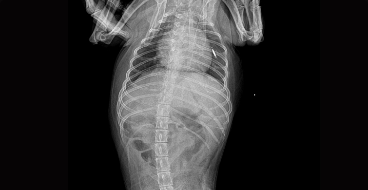 Vet-Abdomen